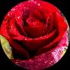 thenah7